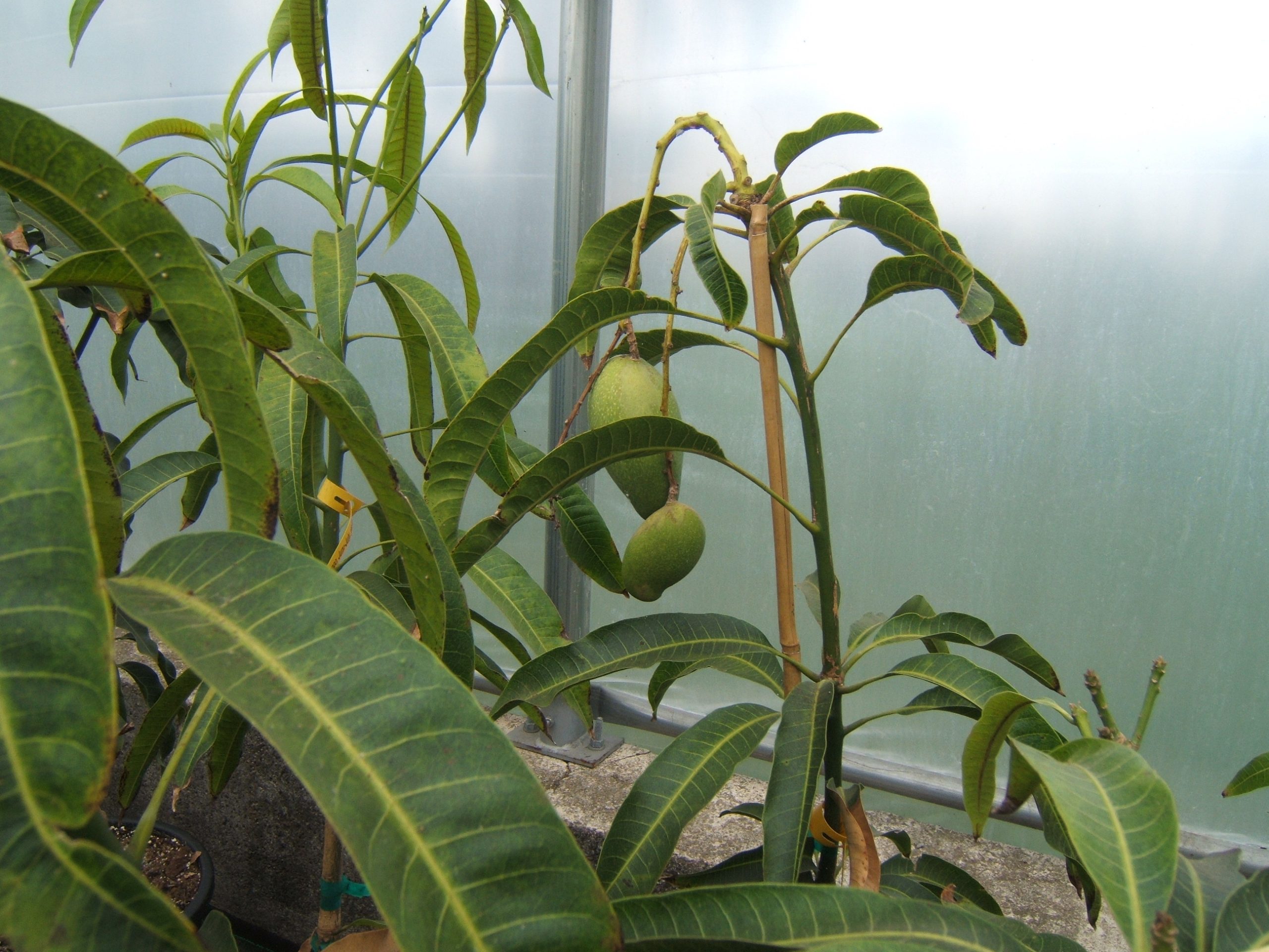 Greenhouse Tropic of Canada